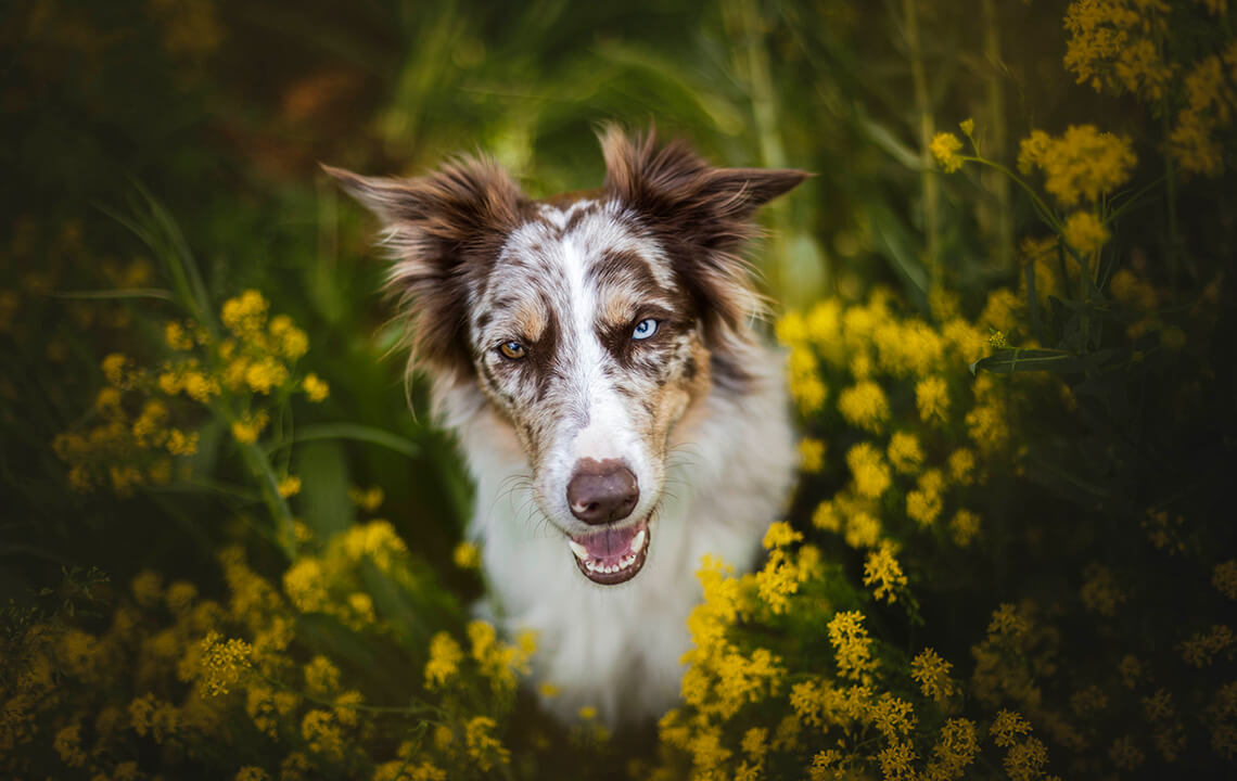chien berger dans des fleurs jaunes