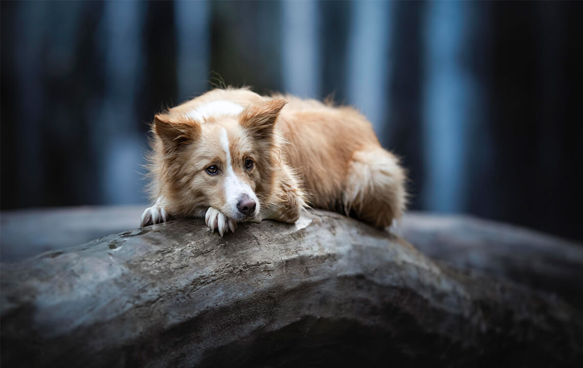 chien berger sur un tronc  de bois