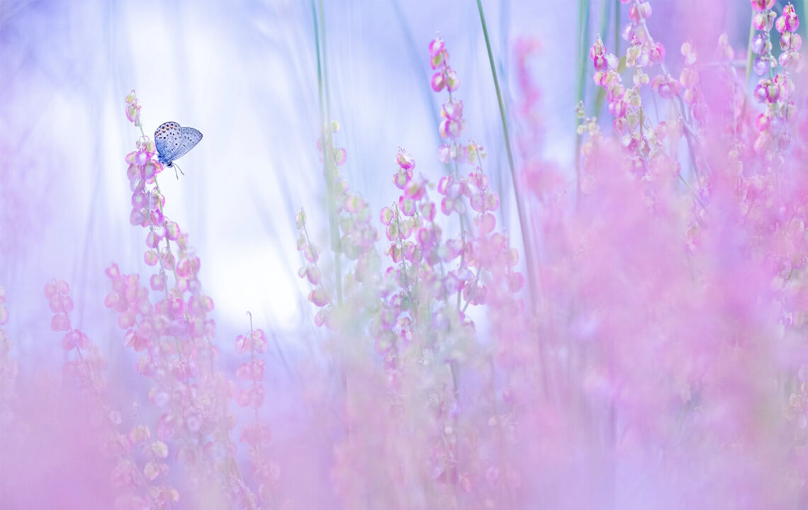 papillon dans un champs violet pastel