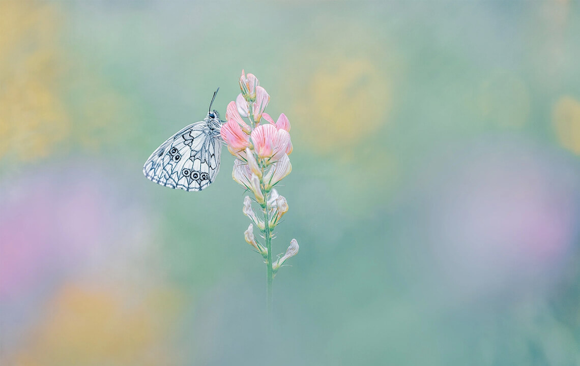 papillon dans un champs  pastel