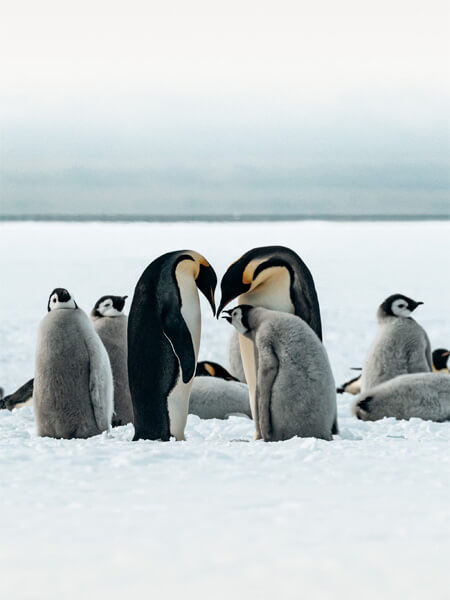 manchot antarctique