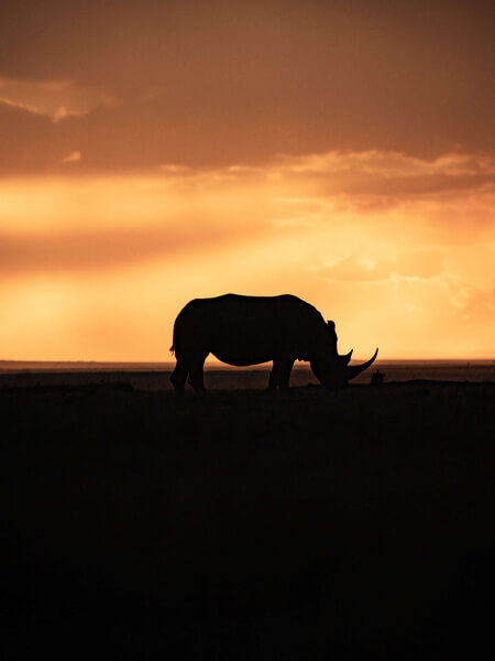 rhinocéros  savane