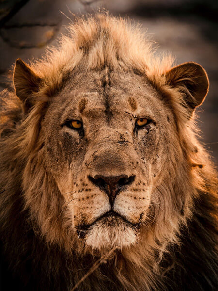 Portrait d'un Lion