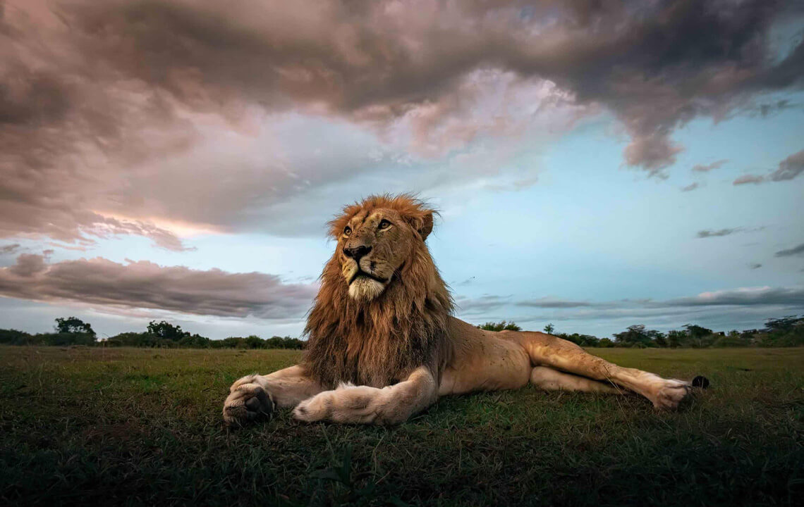 lion allongé