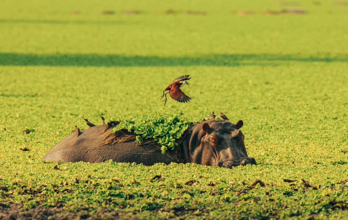 hippopotame dans un fleuve