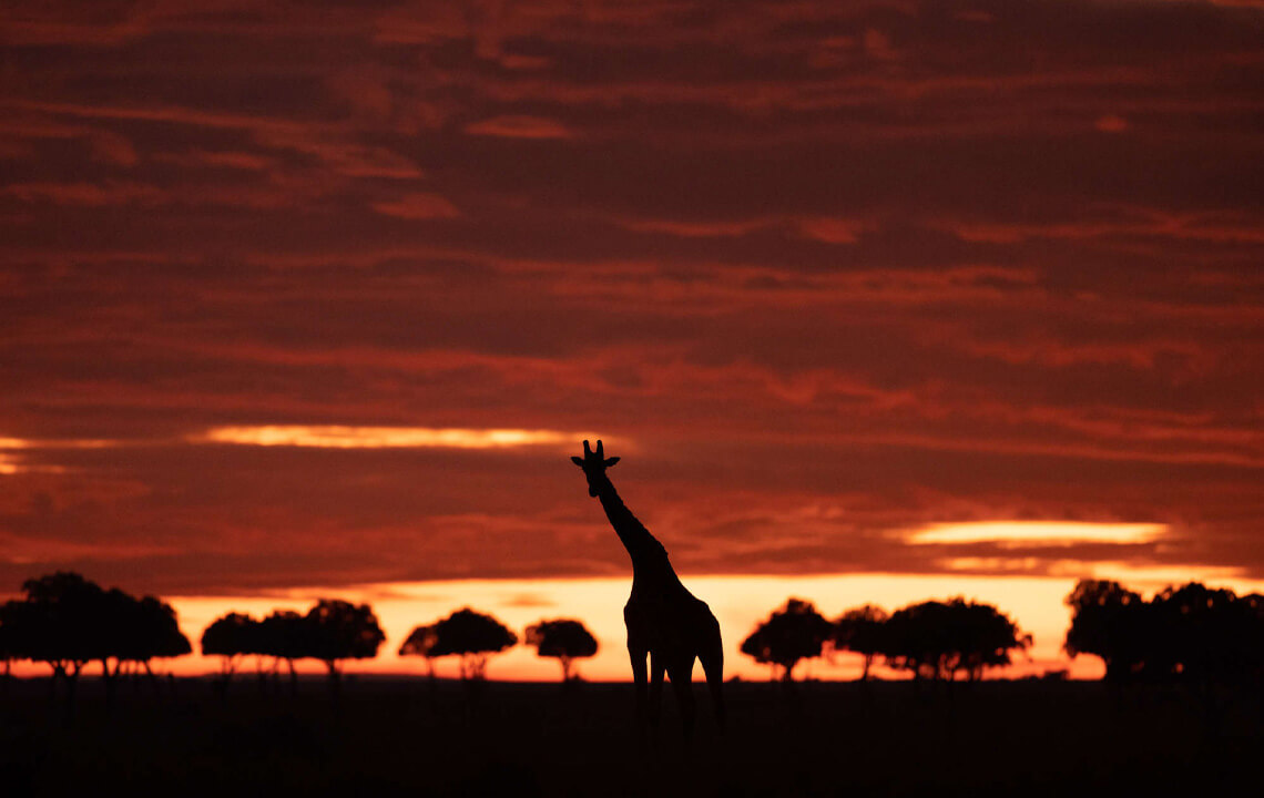 girafe couché de soleil dans la savane