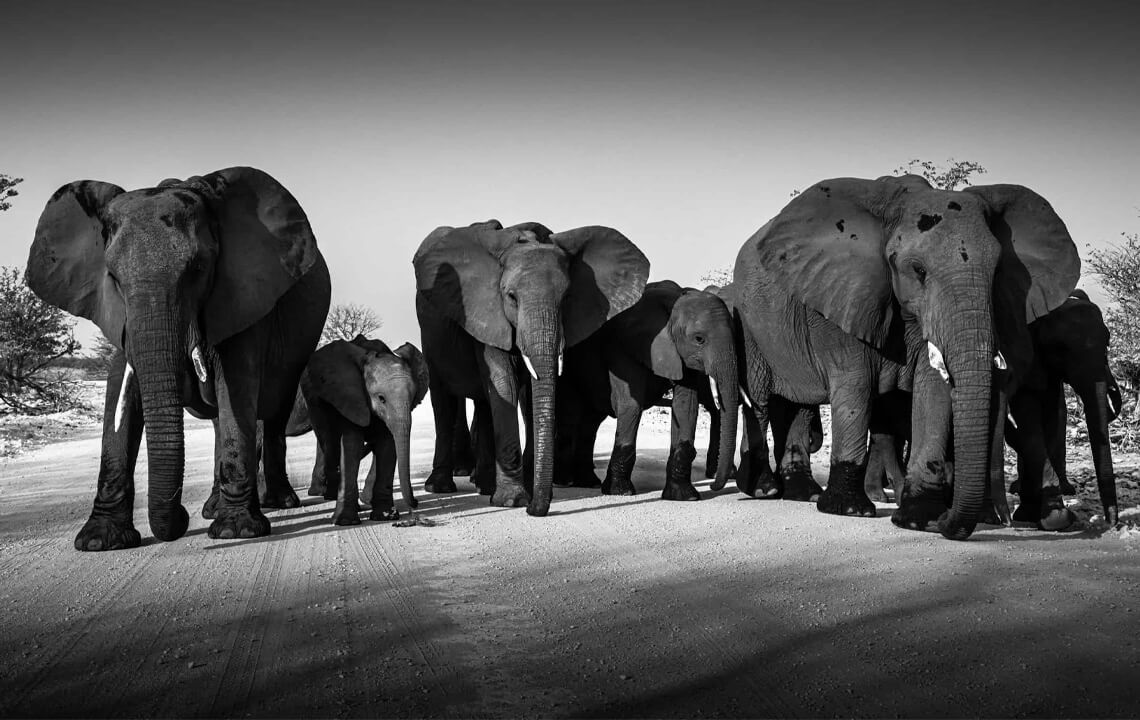 éléphant en Afrique en noir et blanc