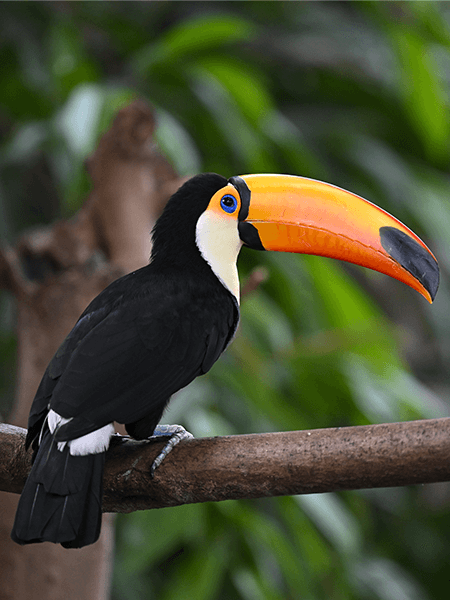 Oiseau tropical pris en photo avec un 600mm Nikon